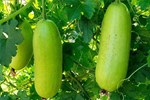 Loại quả 'bảo bối giảm cân” nấu cùng vô số rau củ khác thành nước sâm giải độc, thanh nhiệt, bổ dưỡng