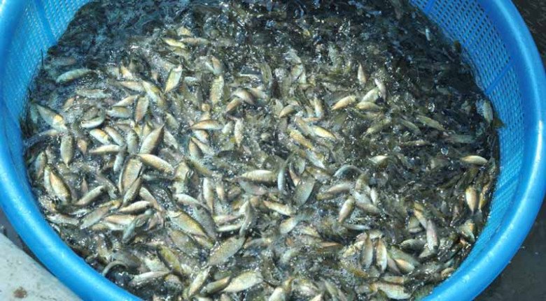 Con bé tí được ví là lộc trời”, đến mùa dân mang rổ ra vớt, bán 600.000đ/rổ, đổ tất vào lọ thành món đặc sản-1