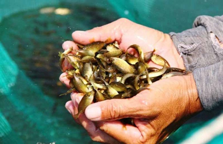 Con bé tí được ví là lộc trời”, đến mùa dân mang rổ ra vớt, bán 600.000đ/rổ, đổ tất vào lọ thành món đặc sản-2