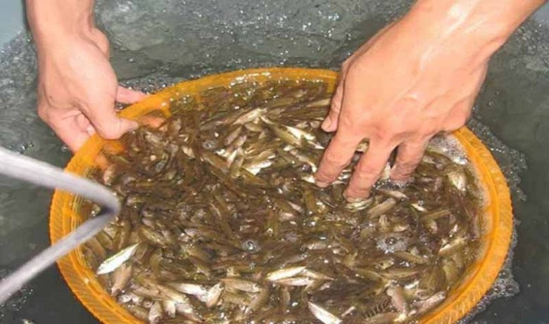 Con bé tí được ví là lộc trời”, đến mùa dân mang rổ ra vớt, bán 600.000đ/rổ, đổ tất vào lọ thành món đặc sản-3