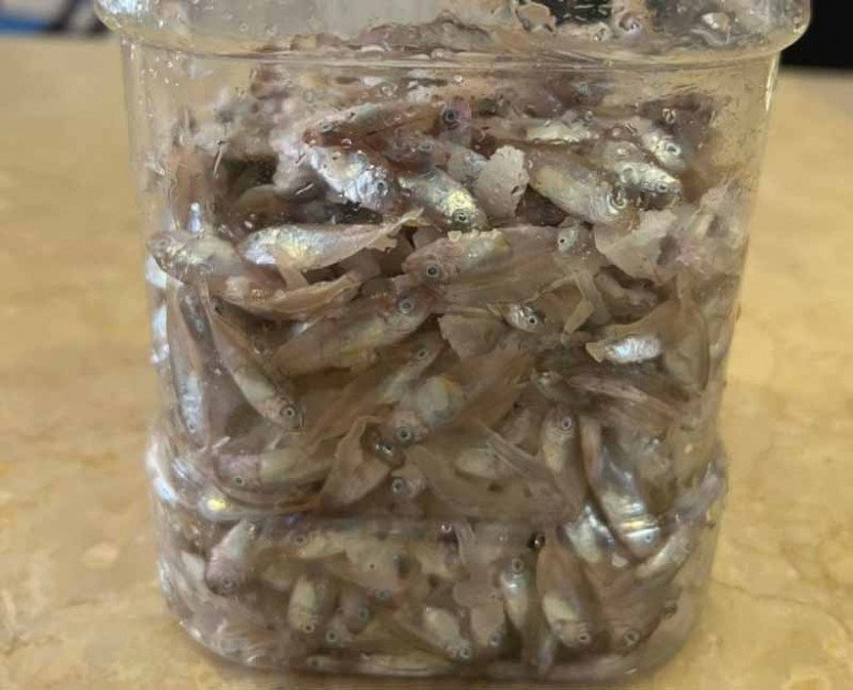 Con bé tí được ví là lộc trời”, đến mùa dân mang rổ ra vớt, bán 600.000đ/rổ, đổ tất vào lọ thành món đặc sản-5