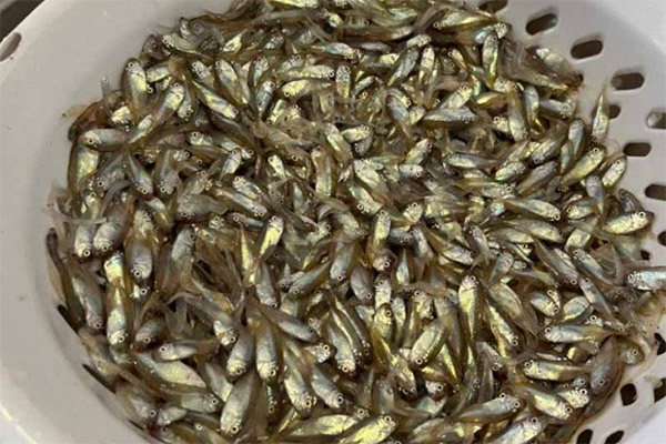 Loài vật nhìn gớm ghiếc, xưa đầy ruộng, nay có giá hàng triệu đồng/kg-4