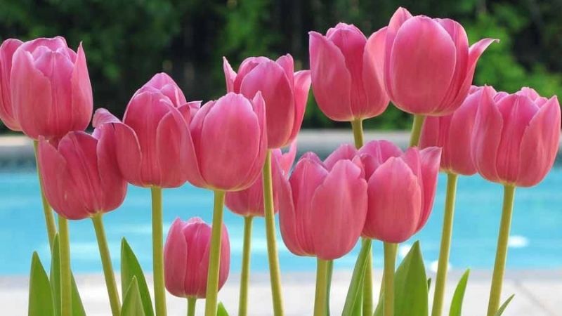 Sinh vào 5 ngày Âm lịch này, phú quý đầy tay, về già con cháu sum vầy, gia đình thịnh vượng-1