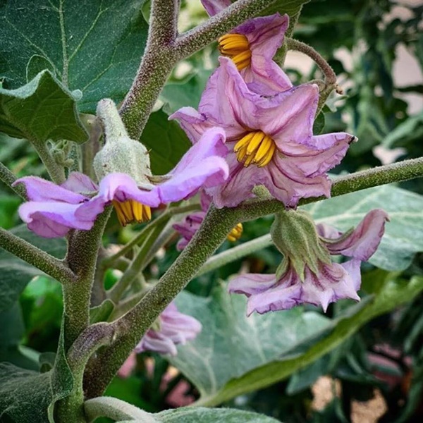 Vườn rau quả tươi tốt bố trồng để trang bị kỹ năng sống cho con gái nhỏ-3