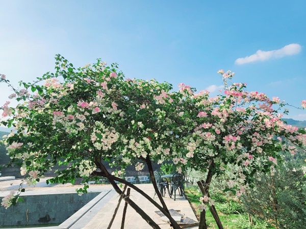 Khu vườn đầy hoa trái trong biệt thự 600m2 như resort của Mạnh Trường-2