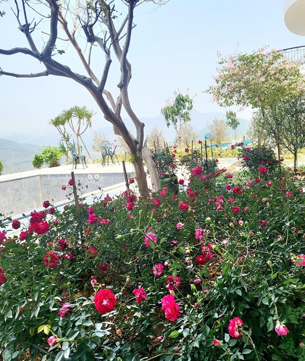 Khu vườn đầy hoa trái trong biệt thự 600m2 như resort của Mạnh Trường-4