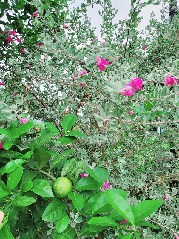 Khu vườn đầy hoa trái trong biệt thự 600m2 như resort của Mạnh Trường-5