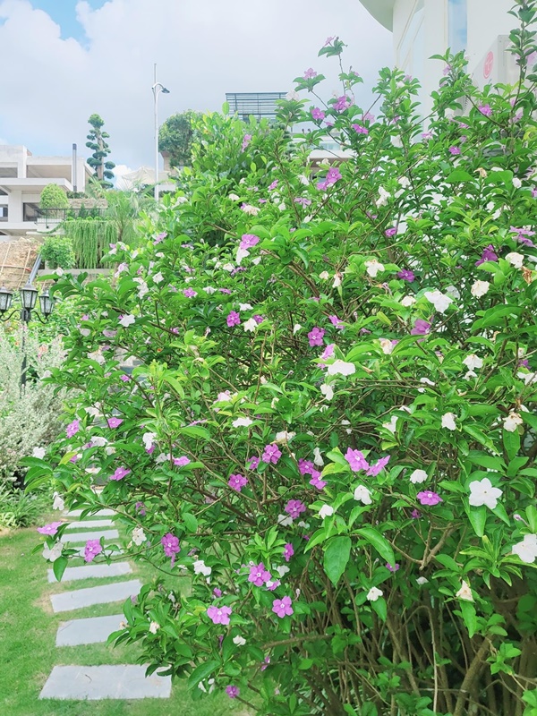 Khu vườn đầy hoa trái trong biệt thự 600m2 như resort của Mạnh Trường-6