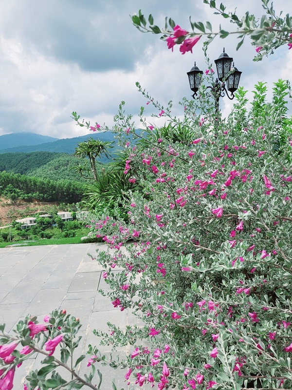Khu vườn đầy hoa trái trong biệt thự 600m2 như resort của Mạnh Trường-9