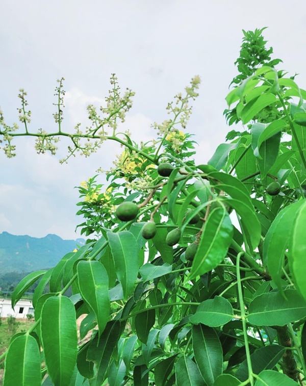 Khu vườn đầy hoa trái trong biệt thự 600m2 như resort của Mạnh Trường-11