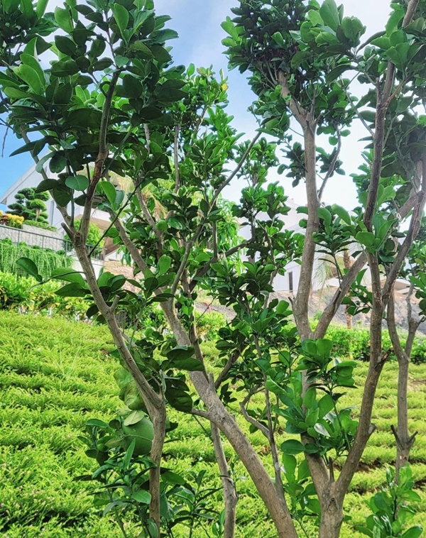 Khu vườn đầy hoa trái trong biệt thự 600m2 như resort của Mạnh Trường-12