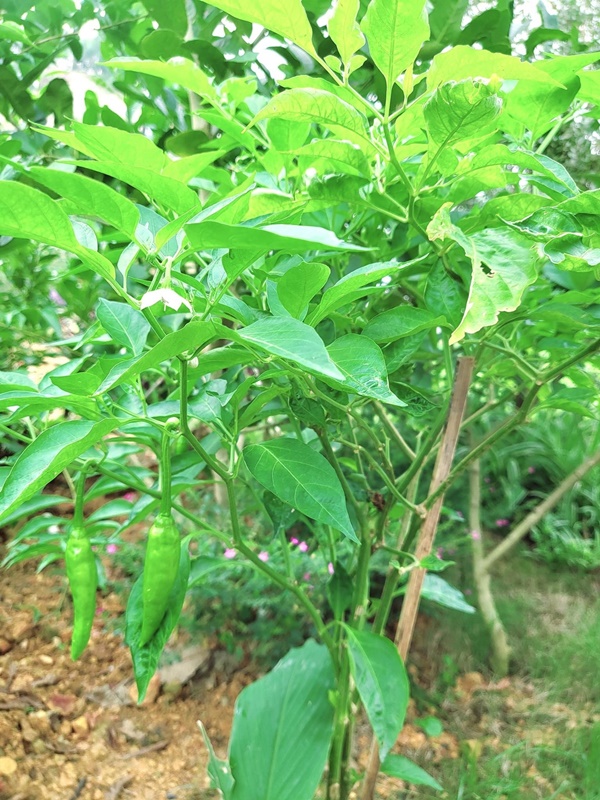 Khu vườn đầy hoa trái trong biệt thự 600m2 như resort của Mạnh Trường-16