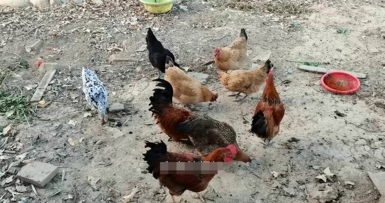 Người thông minh không bao giờ vứt vỏ tỏi đi, nghe lý do tôi hối hận vì không biết sớm hơn-1