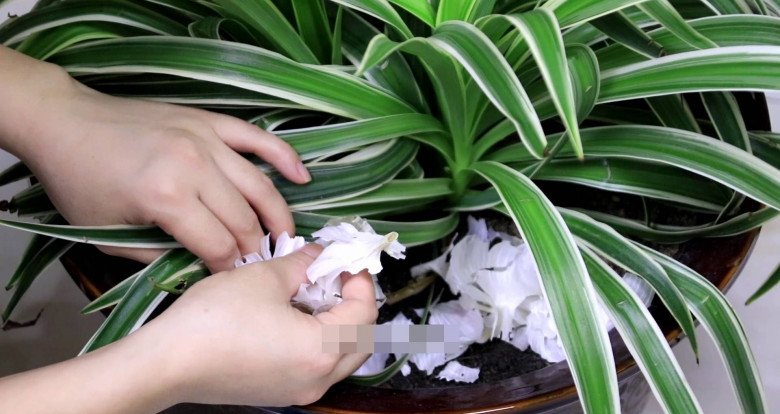 Người thông minh không bao giờ vứt vỏ tỏi đi, nghe lý do tôi hối hận vì không biết sớm hơn-4