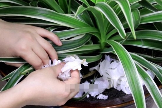 Người thông minh không bao giờ vứt vỏ tỏi đi, nghe lý do tôi hối hận vì không biết sớm hơn