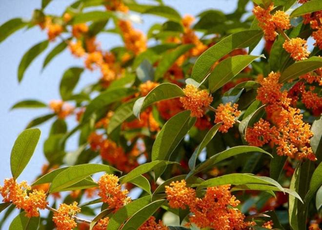 Trồng hoa này như chôn vàng” trong sân, vừa thơm vừa gọi lộc vào nhà, cắm cành vào đất 20 ngày liền bén rễ-1