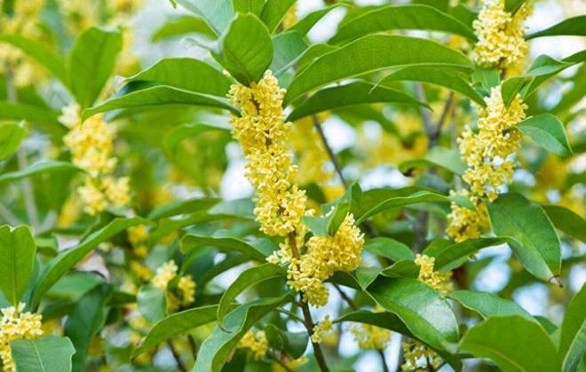 Trồng hoa này như chôn vàng” trong sân, vừa thơm vừa gọi lộc vào nhà, cắm cành vào đất 20 ngày liền bén rễ-3