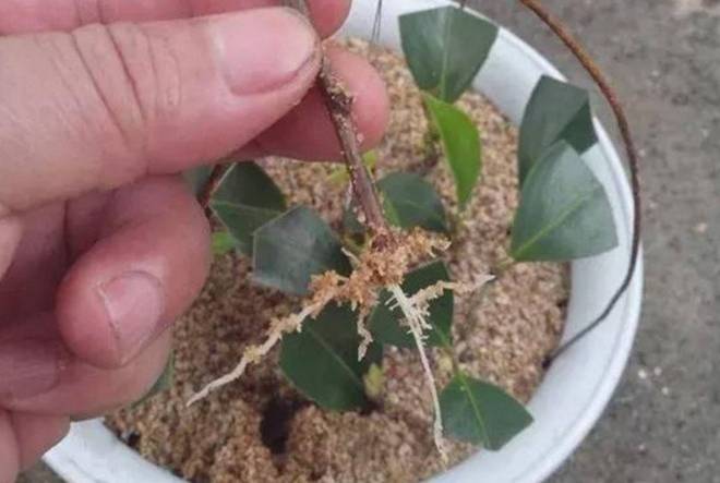 Trồng hoa này như chôn vàng” trong sân, vừa thơm vừa gọi lộc vào nhà, cắm cành vào đất 20 ngày liền bén rễ-5