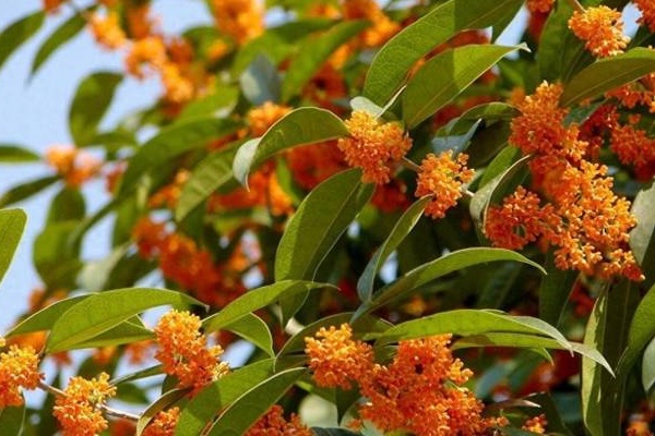 Người bán hàng không nói: 5 cây cảnh đẹp nhưng có độc, thận trọng khi trồng-13