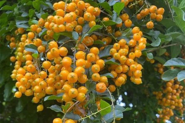 Thêm một loại cành quả lạ mắt hút khách, giá bán hơn trăm nghìn đồng/bó-3