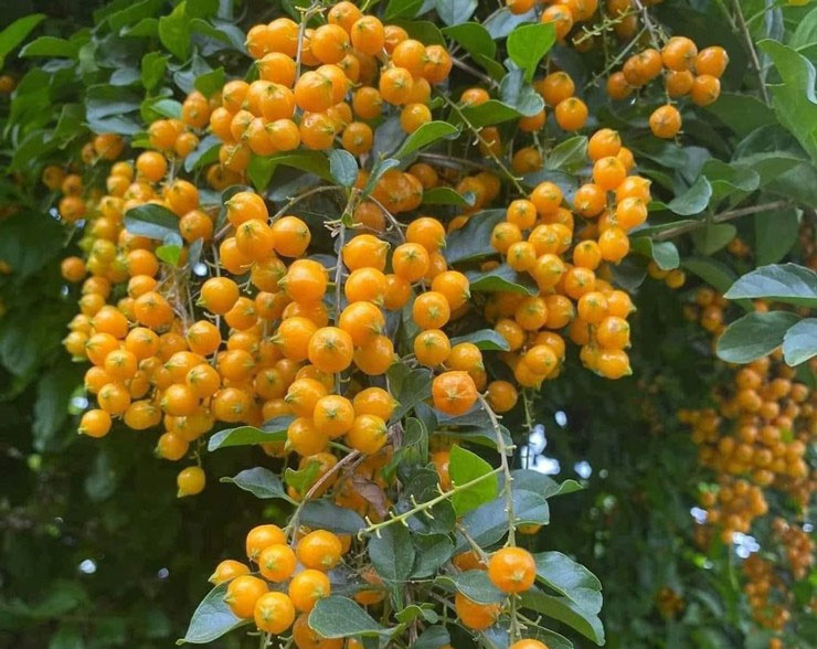 Loại cây thường làm bờ rào ở quê, dân cắt cành về bán hơn trăm nghìn/bó-1