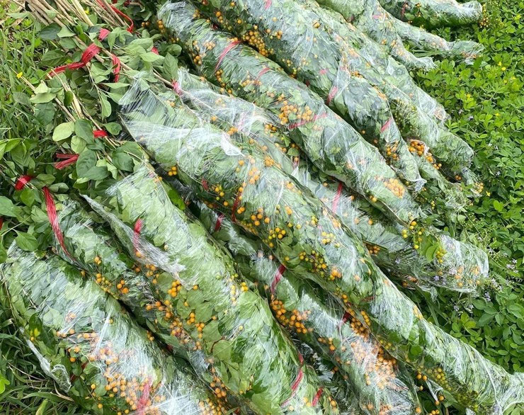 Loại cây thường làm bờ rào ở quê, dân cắt cành về bán hơn trăm nghìn/bó-2