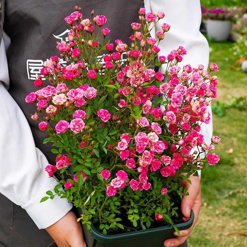 Người bán hàng không nói: 5 cây cảnh đẹp nhưng có độc, thận trọng khi trồng-1