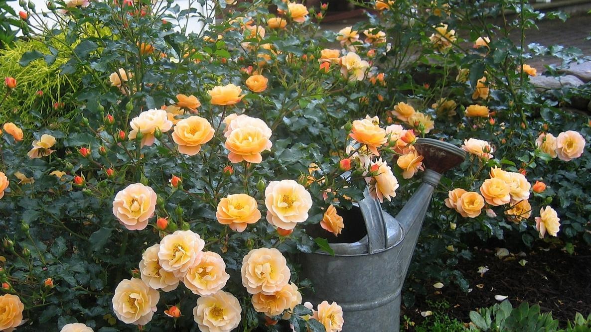 Người bán hàng không nói: 5 cây cảnh đẹp nhưng có độc, thận trọng khi trồng-2