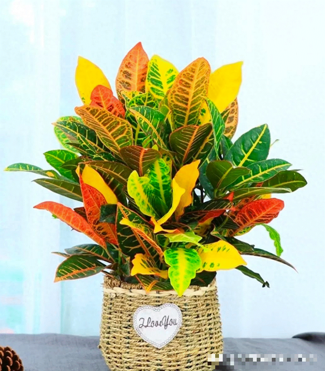 Người bán hàng không nói: 5 cây cảnh đẹp nhưng có độc, thận trọng khi trồng-3