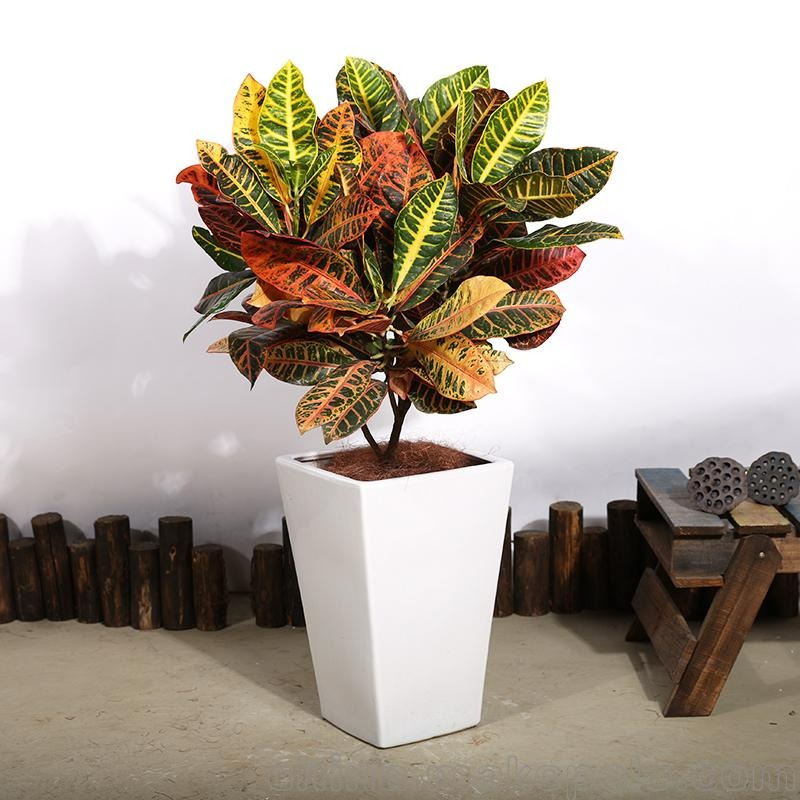 Người bán hàng không nói: 5 cây cảnh đẹp nhưng có độc, thận trọng khi trồng-4