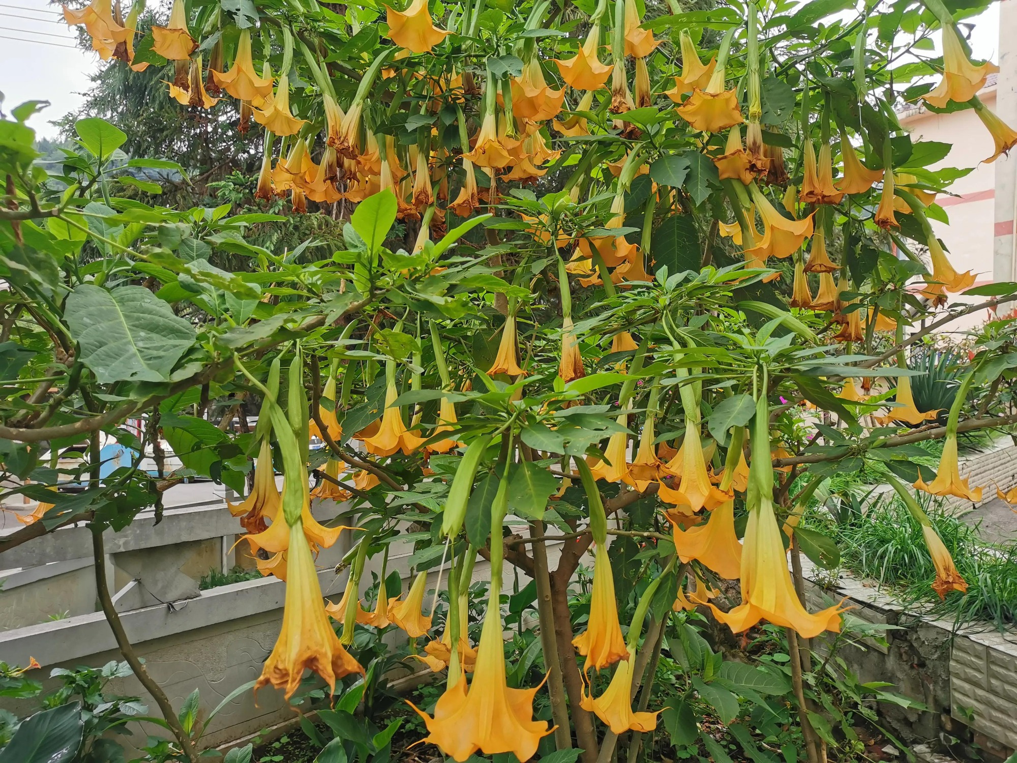 Người bán hàng không nói: 5 cây cảnh đẹp nhưng có độc, thận trọng khi trồng-6