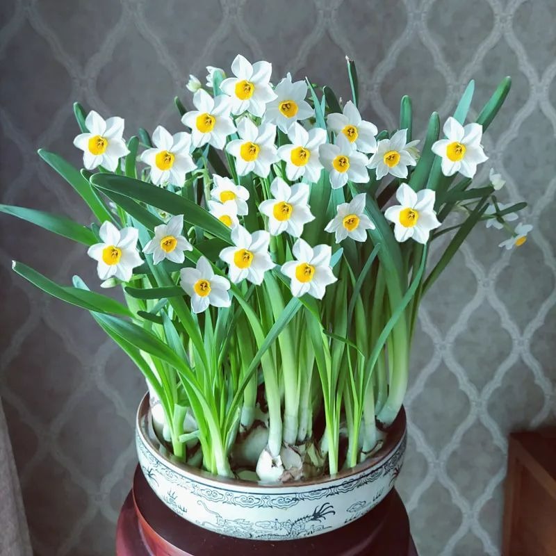 Người bán hàng không nói: 5 cây cảnh đẹp nhưng có độc, thận trọng khi trồng-7