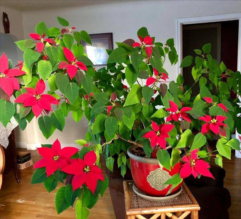 Người bán hàng không nói: 5 cây cảnh đẹp nhưng có độc, thận trọng khi trồng-9