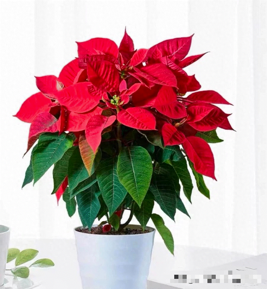 Người bán hàng không nói: 5 cây cảnh đẹp nhưng có độc, thận trọng khi trồng-10