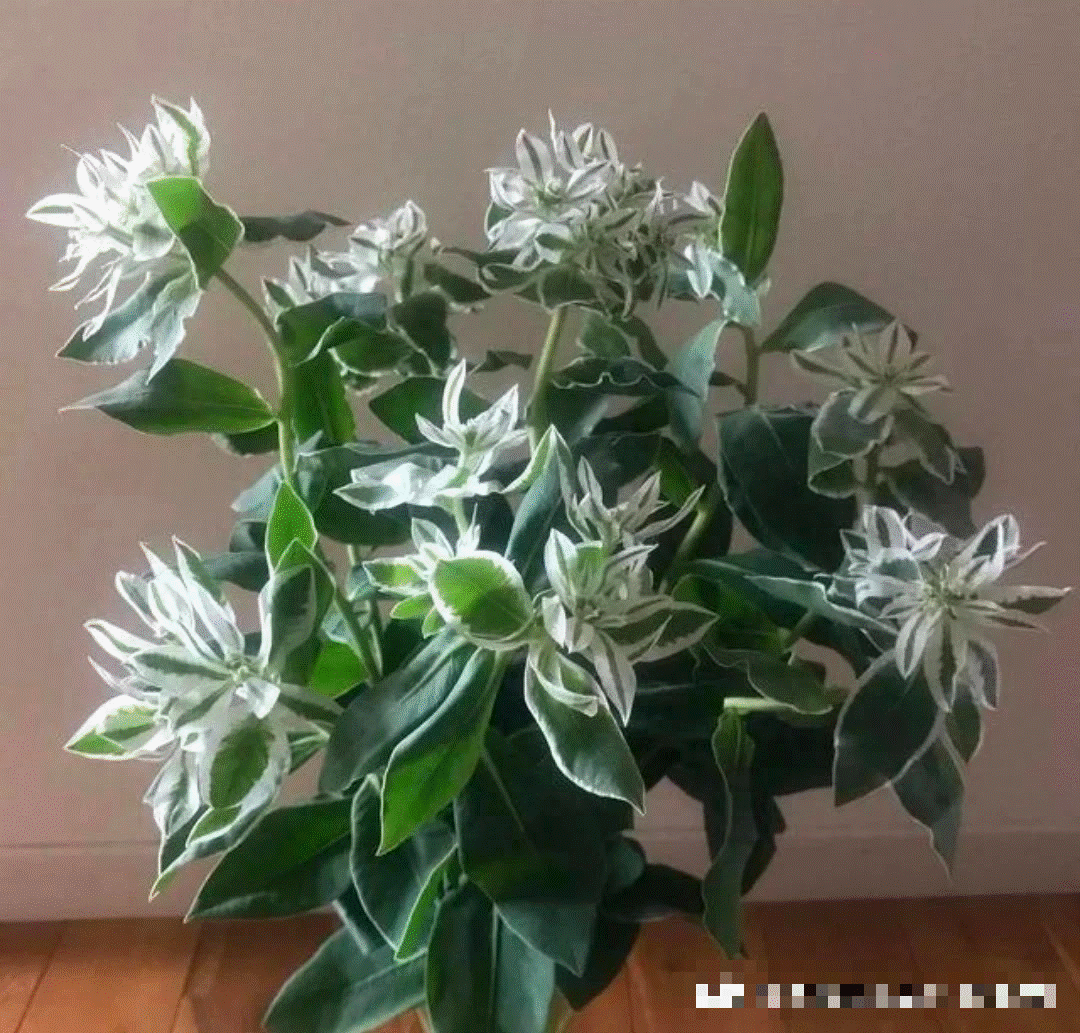 Người bán hàng không nói: 5 cây cảnh đẹp nhưng có độc, thận trọng khi trồng-11