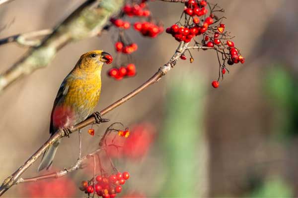 Tử vi ngày 26/9/2023: Tuổi Dần được đánh giá cao, tuổi Thìn trở ngại công việc-4