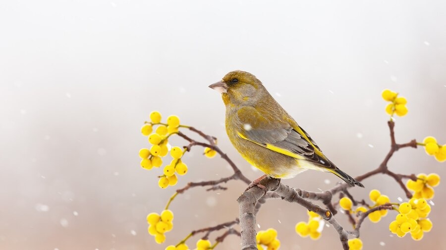 Nửa cuối tháng 8 Âm lịch, 4 con giáp có quý nhân phù trợ, sự nghiệp tiến bộ, không lo cơm ăn áo mặc-3