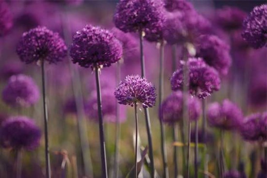 Tử vi ngày 26/9/2023: Tuổi Dần được đánh giá cao, tuổi Thìn trở ngại công việc