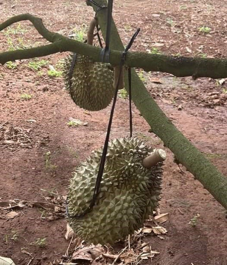 Giá sầu riêng lao dốc không phanh”, thương lái lỡ chốt cọc cao giờ như ngồi trên lửa”-1