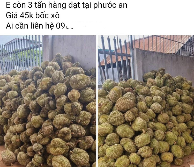 Giá sầu riêng lao dốc không phanh”, thương lái lỡ chốt cọc cao giờ như ngồi trên lửa”-2