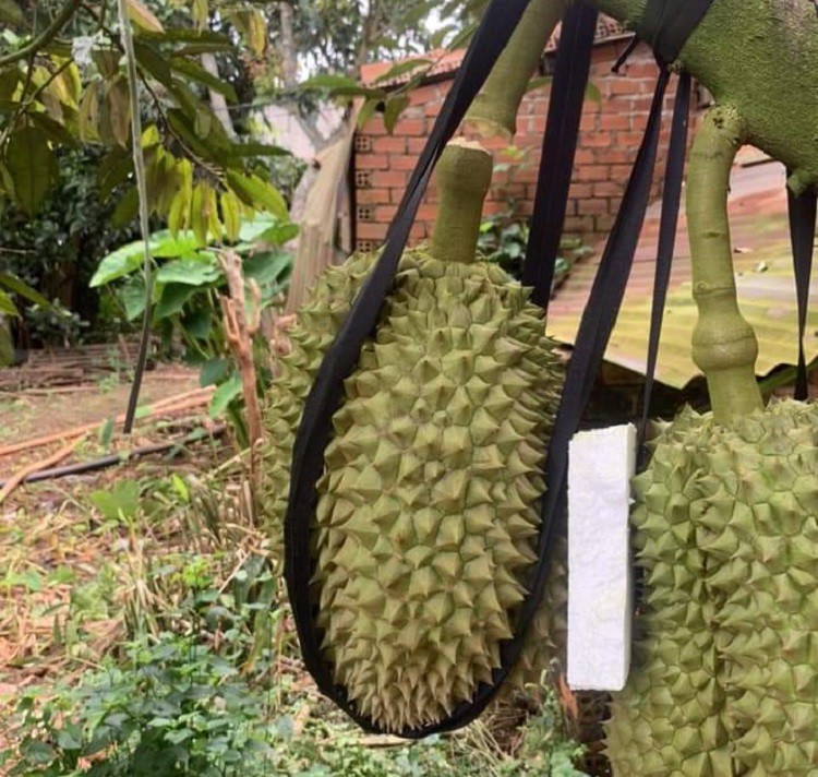 Giá sầu riêng lao dốc không phanh”, thương lái lỡ chốt cọc cao giờ như ngồi trên lửa”-3