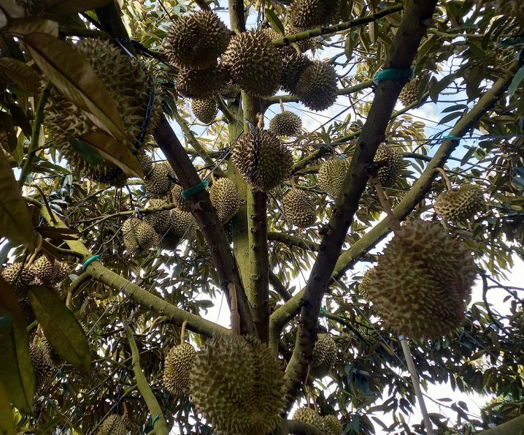 Giá sầu riêng lao dốc không phanh”, thương lái lỡ chốt cọc cao giờ như ngồi trên lửa”-4