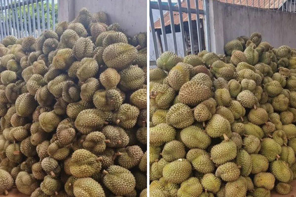 Sầu riêng ngon nhất thế giới trồng ở Việt Nam giá chỉ từ 80.000 đồng/kg-3