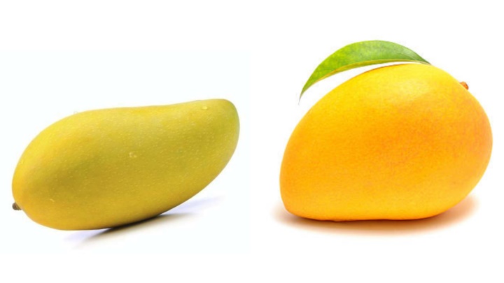 Should You Choose Long or Round Mangoes?-1
