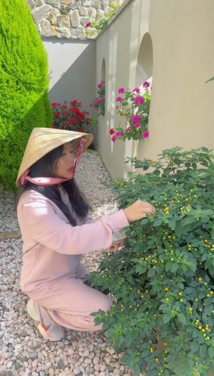 Mẹ đơn thân nổi tiếng khoe cảnh hái ớt mấy triệu một ký” trong vườn biệt thự-2