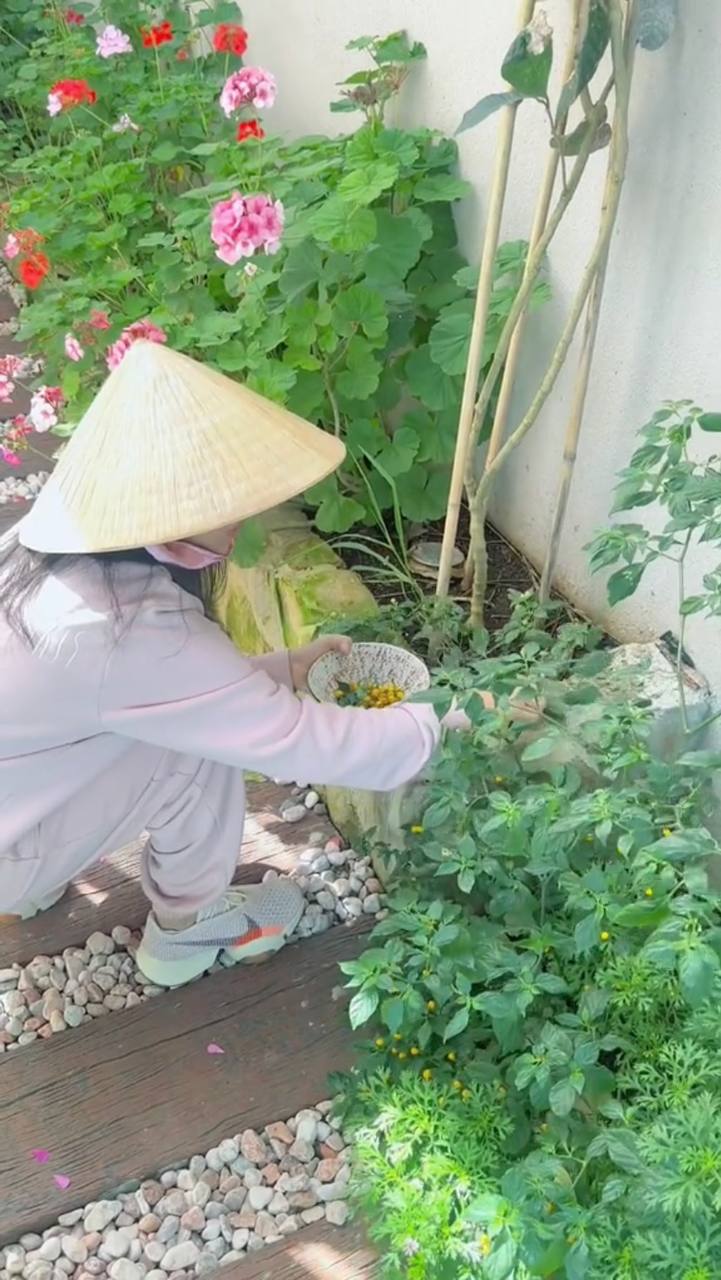 Mẹ đơn thân nổi tiếng khoe cảnh hái ớt mấy triệu một ký” trong vườn biệt thự-3