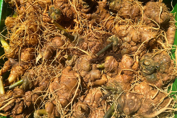 Lấy củ sâm làm mô hình cây, người phụ nữ rao bán cả trăm triệu đồng-3