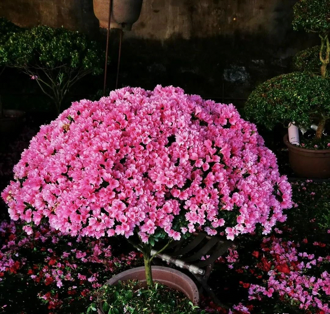 4 cây cảnh không dễ nở hoa, nở hoa lại không phải dấu hiệu tốt, cần ngắt bỏ ngay-1