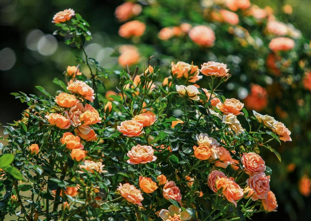 4 cây cảnh không dễ nở hoa, nở hoa lại không phải dấu hiệu tốt, cần ngắt bỏ ngay-6