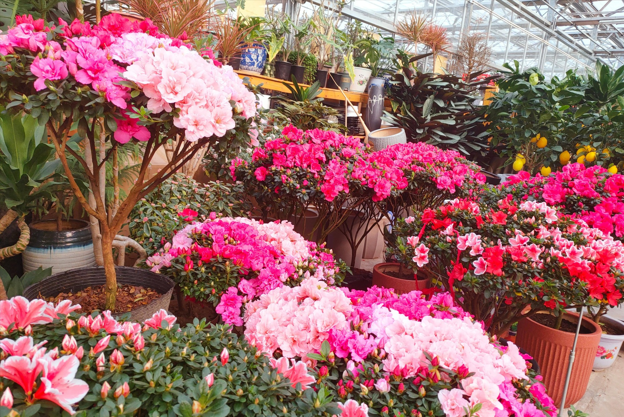 4 cây cảnh không dễ nở hoa, nở hoa lại không phải dấu hiệu tốt, cần ngắt bỏ ngay-7